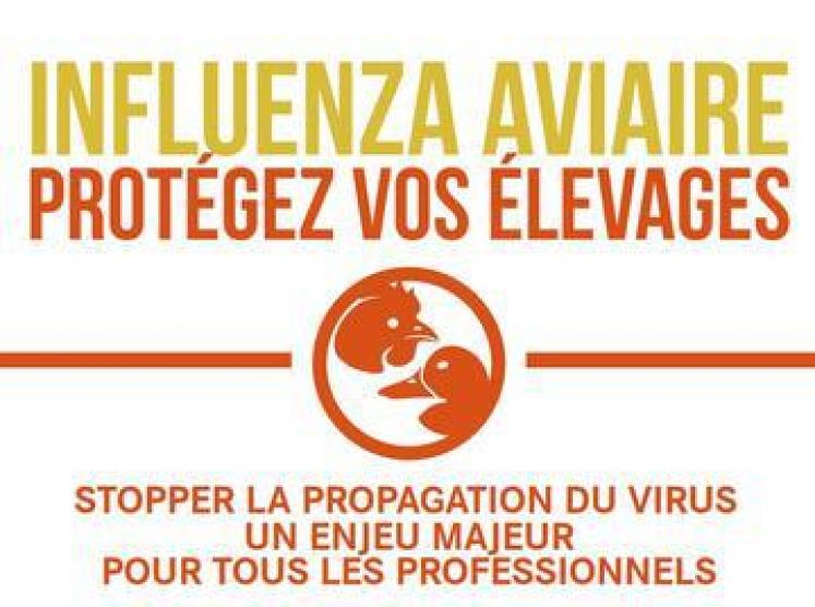 Risques élevé influenza aviaire département du Pas-de-Calais